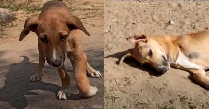  Lovely story: a cute dog with a broken leg has already been rescued and it puts an end to his pain