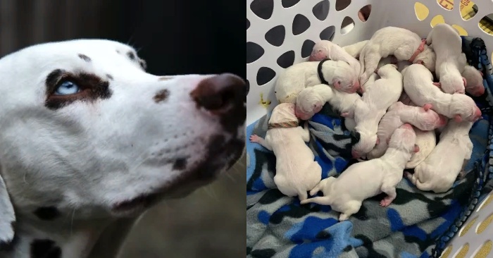  Funny story: this cute dog gave birth to 16 babies who conquered veterinarians and millions of hearts