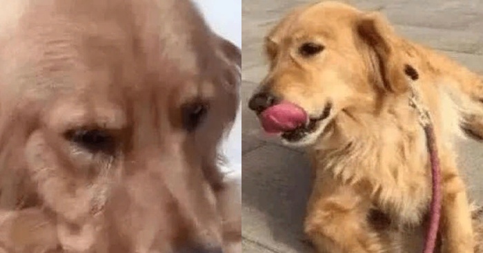  Cute dog: lovely dog was overjoyed and couldn’t hide his tears when he met his owner after 5 years