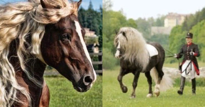  Beautiful creatures of nature: here are the stunning horses from the Black Forest that are a kind of threat