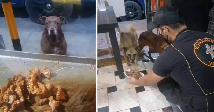  Lovely story: caring owner prepares food for all the lonely dogs that come to visit