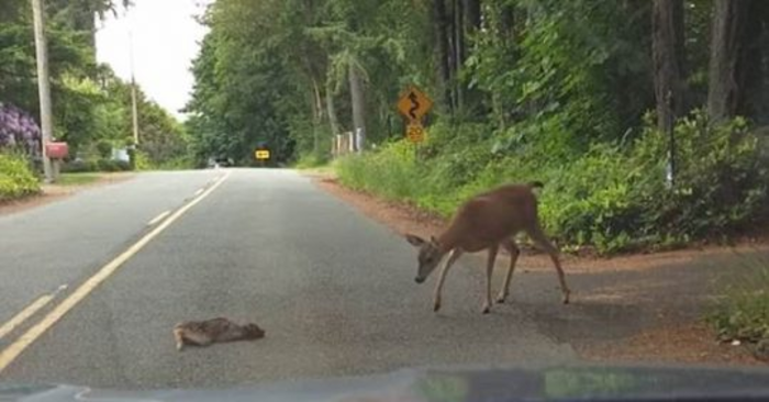  Great moment: a sweet mother-overlain helped a deer who froze with fear on the road