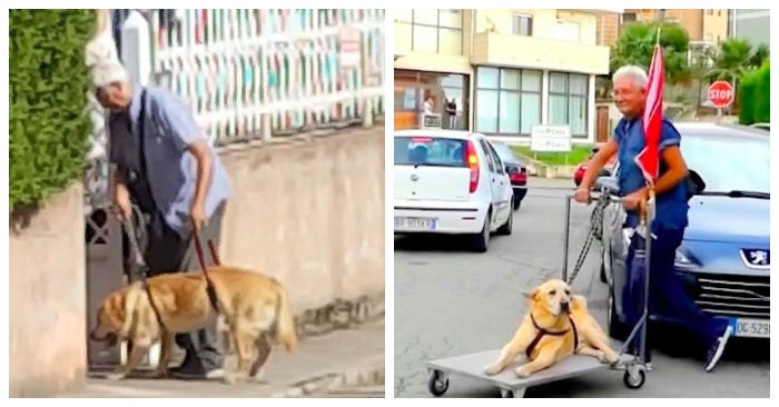  A wonderful story: a kind grandfather built a cart for his cute sick dog so they could go for a walk together