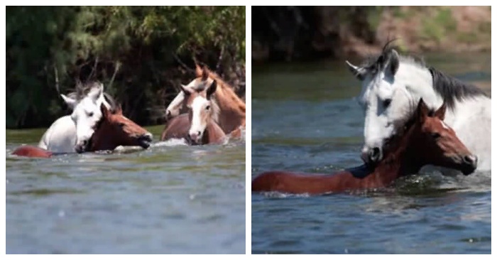  Gorgeous moment caught on camera: a wild stallion could save a filly that ended up in the water