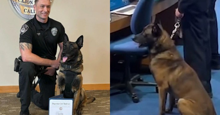  This is great: Jester the K9 survived a dangerous mission and after that he officially retired