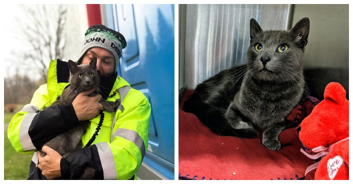  Touching moment: this driver immediately burst into tears when, after months, he finally found his cat