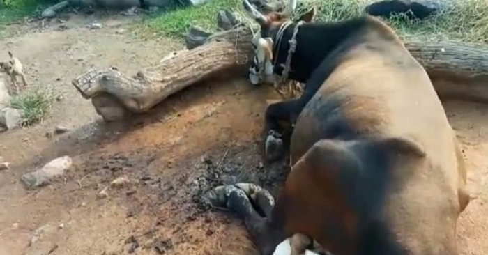  This is great: the caring cow has become an “adoptive mother” for seven orphaned puppies