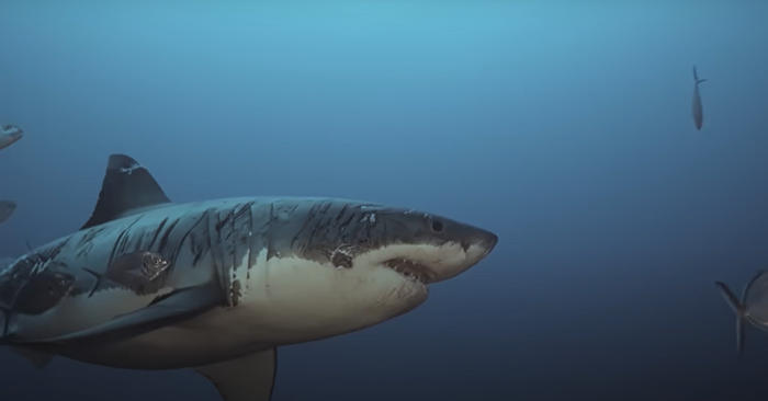  Interesting story: this big white shark “God of war” has insurmountable scars