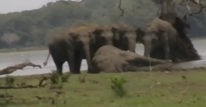  What a touching scene: the elephants gathered to pay tribute to the dying leader