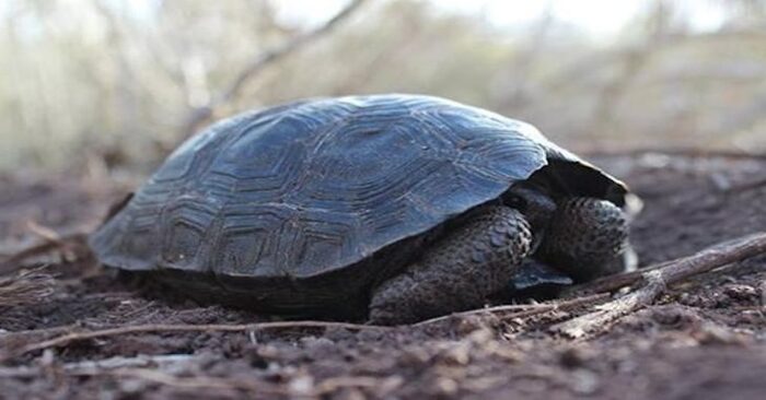  Great news: the first cute turtles over the century were born in the Galapagos Islands
