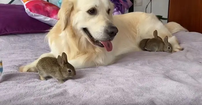  Cute care: it seems to bunnies that the Golden Retriever is their mother, and hug her