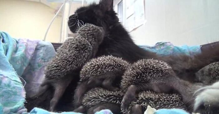  What a sweet good scene: a caring cat adopted eight cute hedgehogs who lost their parents