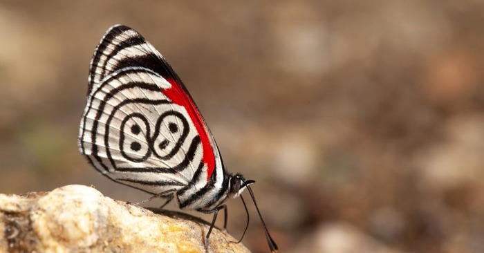  Nature is simply great: a happy number 88 appears on the wings of this cute butterfly