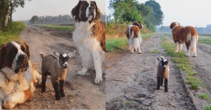  How cute it is: these caring St. Bernards decided to grow up a sweet goat, like their own