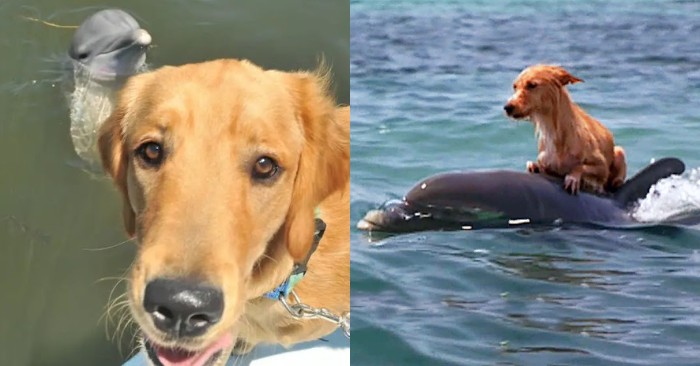  This is a wonderful act: cute dolphins saved a small dog from drowning in the Florida Canal