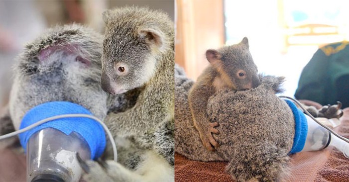  Sweet touching scene: during the operation, the baby koala hugs his unconscious mother