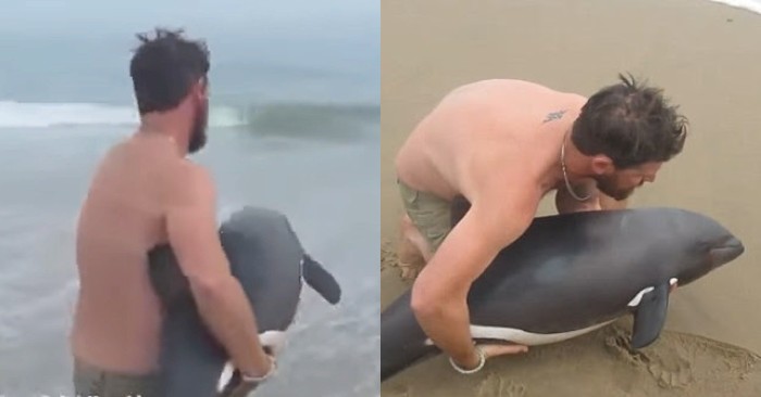  Great act: this caring guide saved the dolphin thrown ashore and returns it to the sea