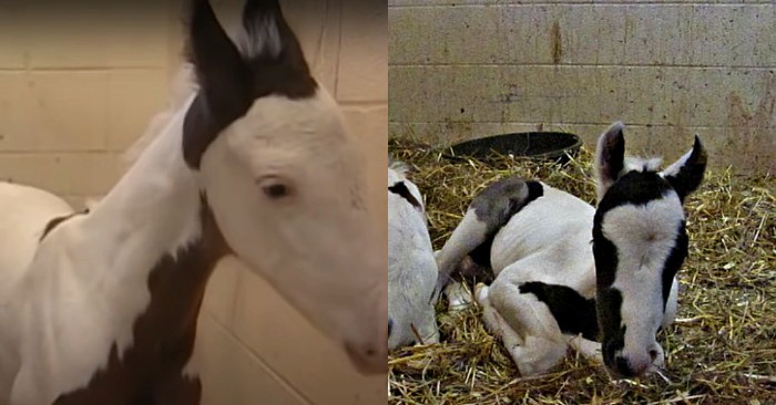  This is great: the mare gave birth to rare healthy ponies-twin, despite her age