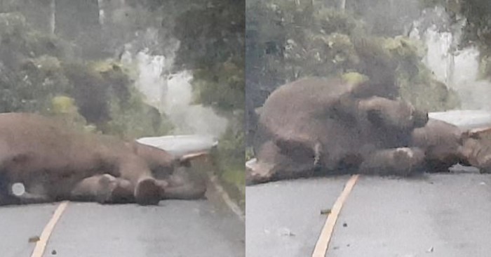  Interesting scene: a tired elephant, fell asleep in the middle of the road, caused chaos on the roads