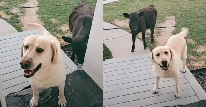  Sweet friendship: a harsh puppy made friends with a calf, whom he saw on the street, and brought him with him
