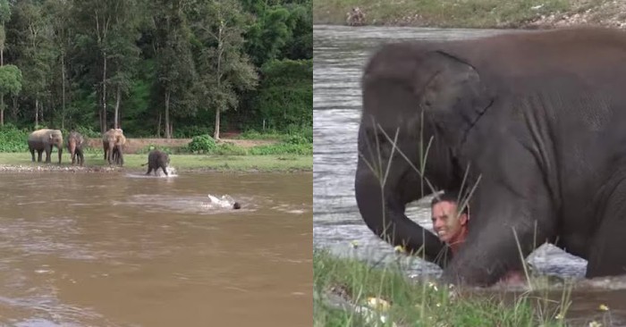  What a sweet story: this good elephant wanted to save his master, thinking that he was drowning