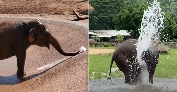  This is great: this cute elephant made his sprayer from a broken water pipe