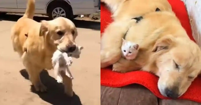  Touching but also sweet scene: a caring dog brought home a hungry kitten