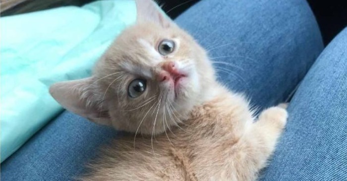  This rescued tiny kitten really wants to be worn everywhere after he was saved