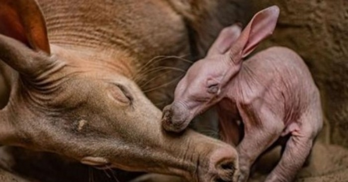  This is the great news: at the zoo Chester 90 years later, a cute aardvark was born