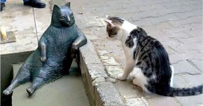  This is what a well-known and amazing cat was awarded to his own statue in his favorite place