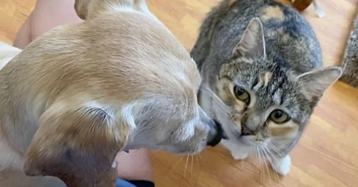  Between the cat and the dog developed friendship and the dog decided to help look after her demanding kittens