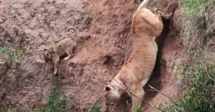  A wonderful act of a cute lioness which risks her life in order to save the baby in dramatic rescue