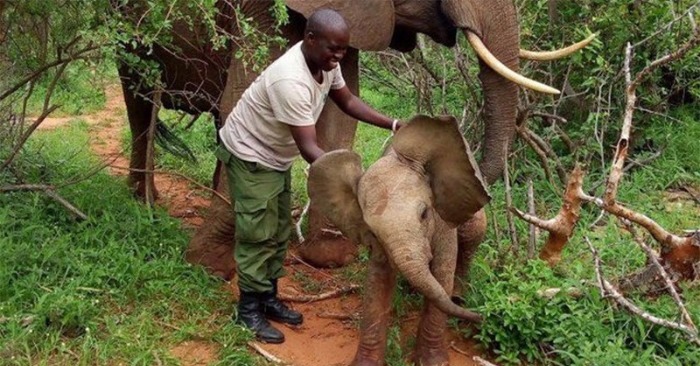  This is of course fine: the cute reunion of a caring person with an elephant that he once saved