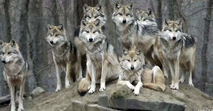  This is a wonderful scene where the wolf family striking for a pose at the wolf conservation center in New York