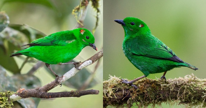  Green queen: a beautiful bird dressed in a shiny and almost fluorescent green color