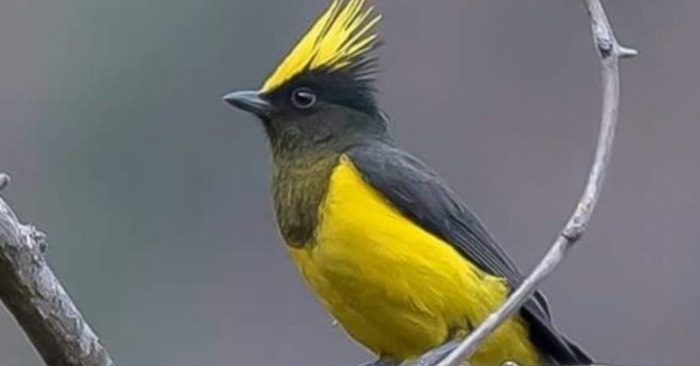  Yellow is beautiful combined with black and green, which appeared on this bird in a bright beautiful way