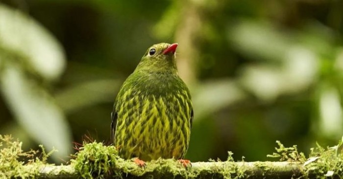  The bright golden collar is surrounded by finely flecked chest of yellow and green colors