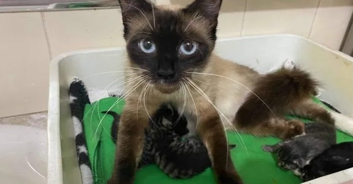  Mom-cat feels happy when her kittens are in good hands, and turns into a fluffy big hugger