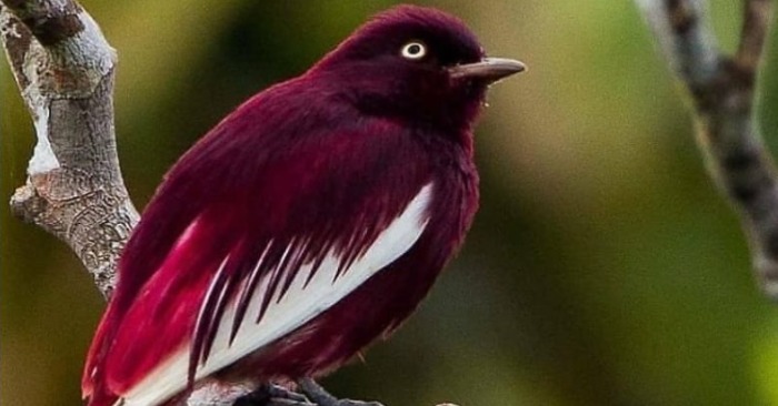  The combination of burgundy contrasts with the clean-white wings of this bird than it surprises everyone