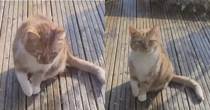  This unique lier cat pretends to be wounded to attract the attention of his mother and others