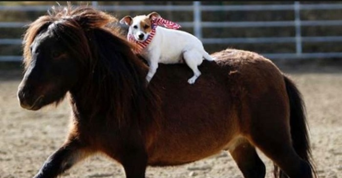  The mini horse was very sad because he was ignored by animals, but then the dog appeared