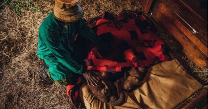  These caring and loyal caretakers spend nights and sleep with orphaned elephants