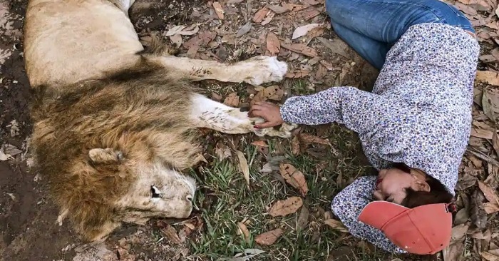  This is very touching: this beautiful lion says goodbye to the Savior after 20 years of marriage