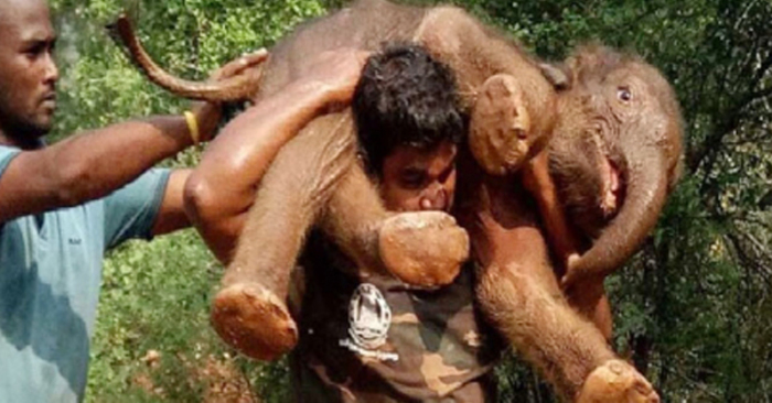  Excellent act: a guy carried on the shoulders of a saved huge elephant through a large forest