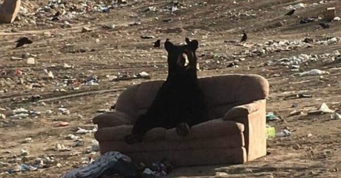  This is great: this cute bear sits and rests, how people do it on a soft sofa