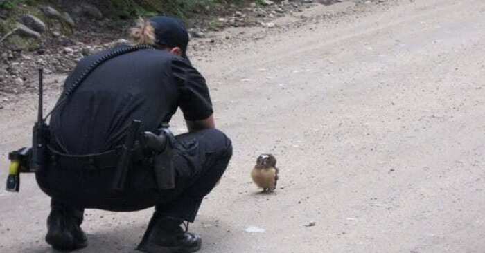  This is great: a wonderful and charming meeting between the police and sweet owl