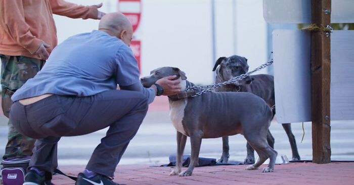  This is a wonderful and kind thing: this veterinarian treats homeless animals for free