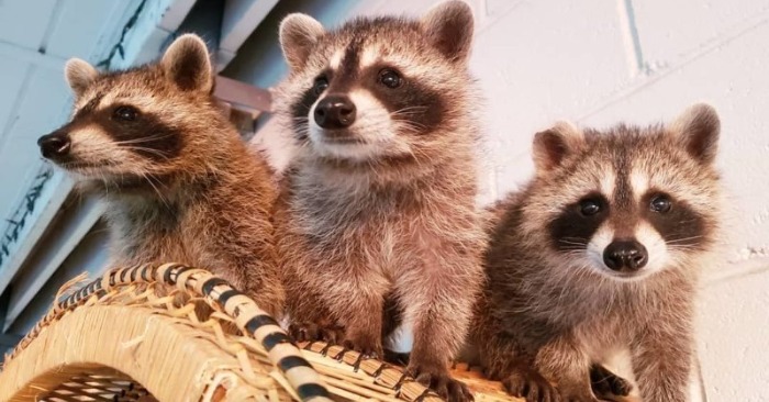  Lovely three raccoons lost their mother, instead, the caring pit bull adopted them