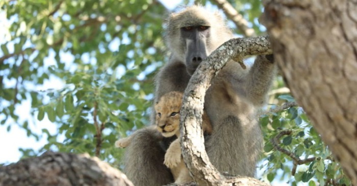  Baboon is very aggressive, but this time cares for a tiny lion cub in the Kruger National Park