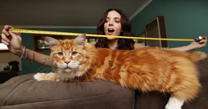  They could not even imagine that their cat would become the longest all over the world